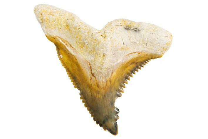 Fossil Shark Tooth (Hemipristis) - Bone Valley, Florida #299455